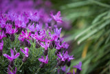 Lavandula Roseberry Ruffles