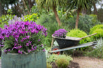 Lavandula Roseberry Ruffles