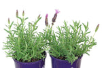 Lavandula Roseberry Ruffles