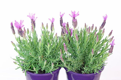 Lavandula Roseberry Ruffles