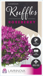 Lavandula Roseberry Ruffles