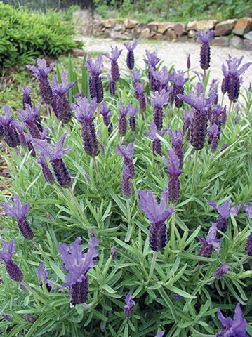 Lavandula Violet Lace