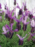 Lavandula Winter Lace