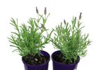 Lavandula Winter Lace