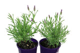 Lavandula Winter Lace