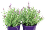 Lavandula Winter Lace