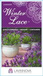 Lavandula Winter Lace