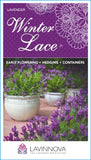 Lavandula Winter Lace