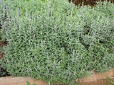 Lavandula dentata