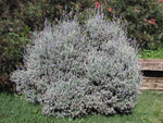 Lavandula dentata