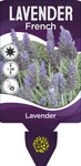 Lavandula dentata