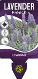 Lavandula dentata