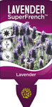 Lavandula dentata Super French