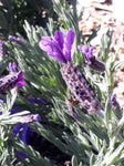 Lavandula stoechas Avonview