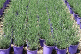 Lavandula stoechas Avonview