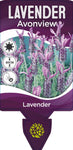 Lavandula stoechas Avonview