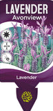 Lavandula stoechas Avonview