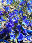 Lechenaultia biloba Mullewa Blue