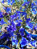 Lechenaultia biloba Mullewa Blue