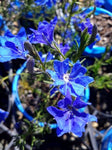 Lechenaultia biloba Mullewa Blue