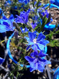 Lechenaultia biloba Mullewa Blue