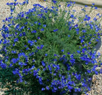 Lechenaultia biloba Mullewa Blue