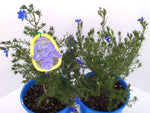 Lechenaultia biloba Mullewa Blue