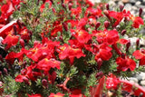 Lechenaultia formosa (Red Prostrate)