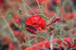 Lechenaultia formosa Scarlett OHara