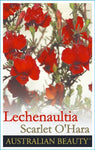 Lechenaultia formosa Scarlett OHara