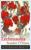 Lechenaultia formosa Scarlett OHara