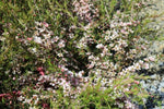 Leptospermum Cardwell Pink