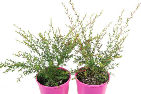 Leptospermum Cardwell Pink