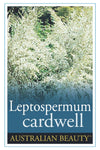 Leptospermum Cardwell