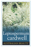 Leptospermum Cardwell