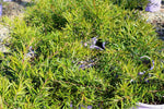 Leptospermum Little Lemon Scents