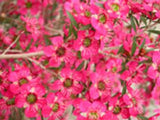 Leptospermum Merinda