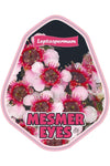 Leptospermum Mesmer Eyes