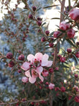 Leptospermum Pink Cascade