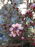 Leptospermum Pink Cascade