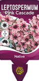 Leptospermum Pink Cascade