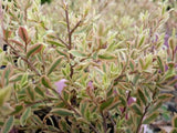 Leptospermum Pink Flamingo