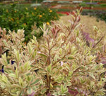 Leptospermum Pink Flamingo