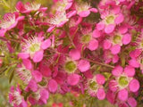 Leptospermum Tickled Pink