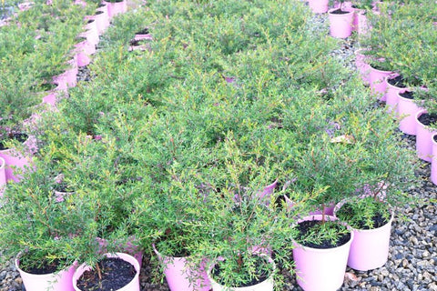 Leptospermum Tickled Pink