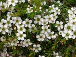 Leptospermum White Wave