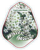 Leptospermum White Wave