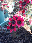 Leptospermum Wiri Donna