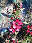 Leptospermum Wiri Donna