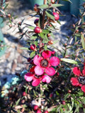 Leptospermum Wiri Donna